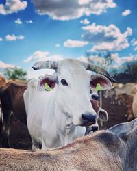 Portrait of cow