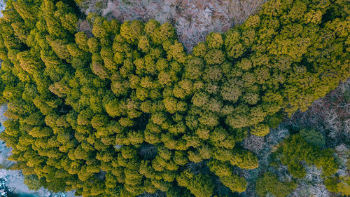 Full frame shot of fresh yellow plants