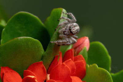 Close-up of insect on flower