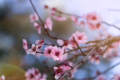 Close-up of pink cherry blossom