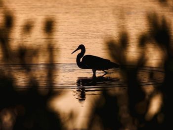 Birds in lake