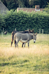 Horse standing in a field