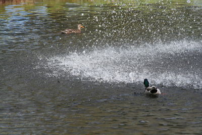 Ducks swimming in lake