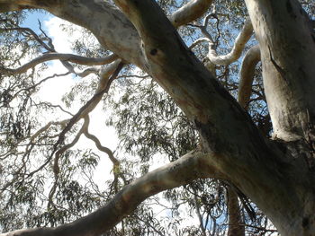 Low angle view of lizard on tree against sky