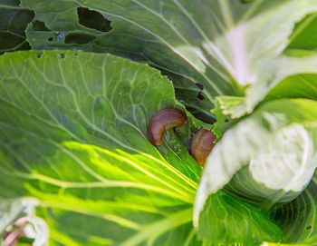 Close-up of snail on plant