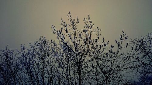 Low angle view of bare tree against sky