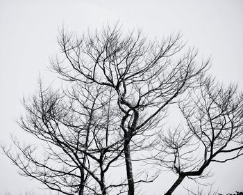 Low angle view of bare trees against the sky