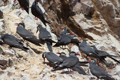 High angle view of pigeons perching on rock