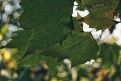 Close-up of fresh green leaves on plant