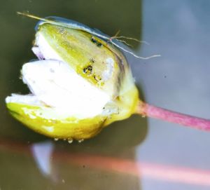 Close-up of wet fruit