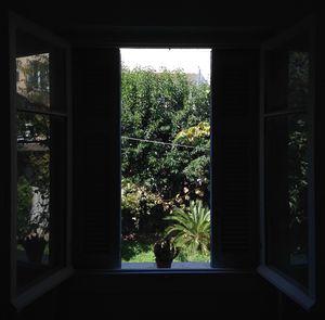 Plants growing through window