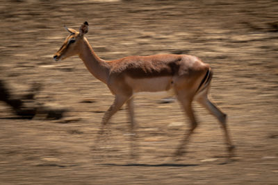 Slow pan of female common impala walking