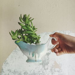 Cropped hand of person holding potted plant against wall