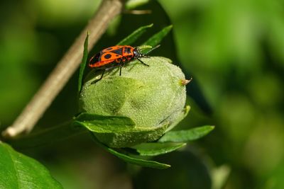 Close-up of ladybug on leaf