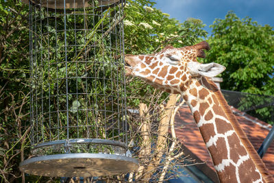 View of giraffe drinking water
