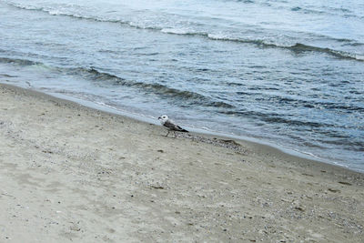 Scenic view of beach