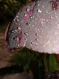 Close-up of water drops on flower