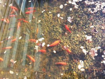 High angle view of koi carps swimming in water