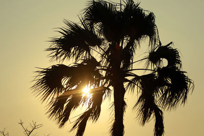 Silhouette of palm trees against sky during sunset