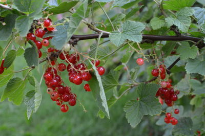 Close-up of red berries on tree