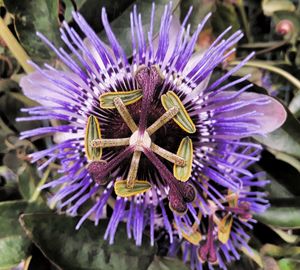 Close-up of purple flower