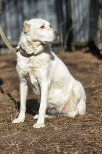 White dog looking away