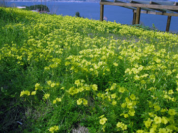 Close-up of flowers growing in field