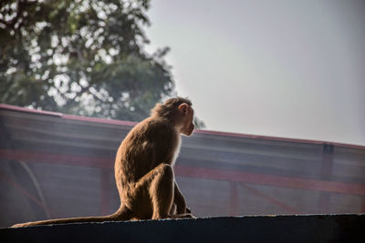 Low angle view of monkey sitting on tree against sky