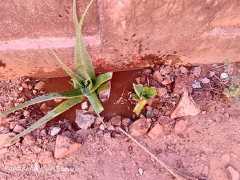 High angle view of potted plant on field