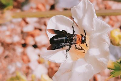 Close-up of insect on white flower