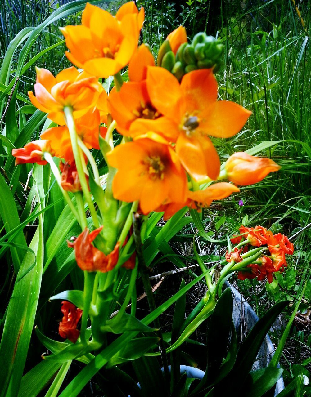 CLOSE-UP OF ORANGE FLOWERING PLANT