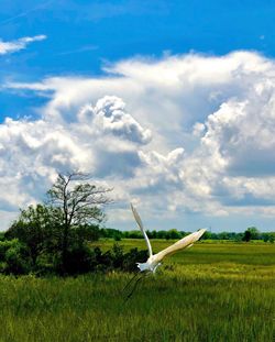 Airplane on field against sky
