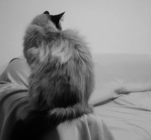 Rear view of cat sitting on bed