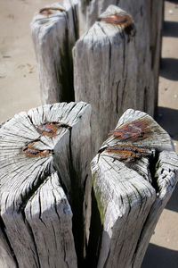 Close up of a bird