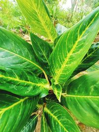 Close-up of green leaves