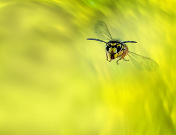 Portrait of a wasp in flight, or yellow background. concept annoying insects.