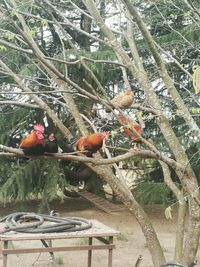 Bird perching on branch