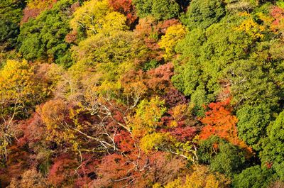 Trees and plants in forest during autumn