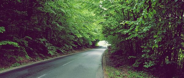 Road amidst trees in forest