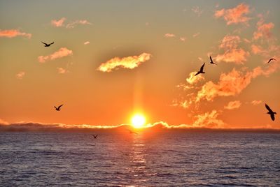 Flying birds during sunrise over the baltic sea in gdynia