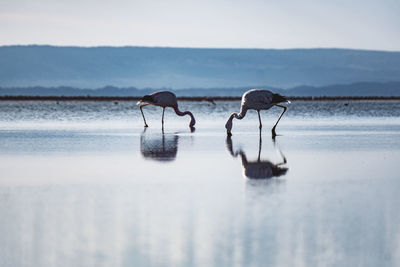 Flamingos in salt lakes in the atacama desert