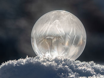 Close-up of jellyfish