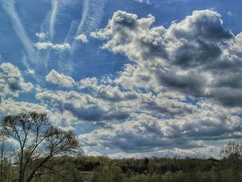 Low angle view of trees against sky