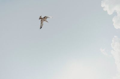 Low angle view of bird flying in sky