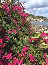 Close-up of pink flowering plants against sky