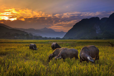 Cow grazing on field against sky during sunset