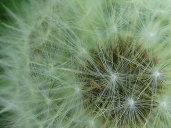 Close-up of dandelion