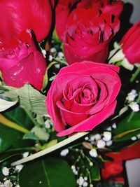 Close-up of pink roses blooming outdoors