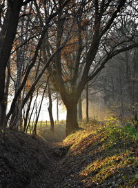 Trees growing in forest during autumn