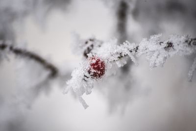 Close-up of snow on tree